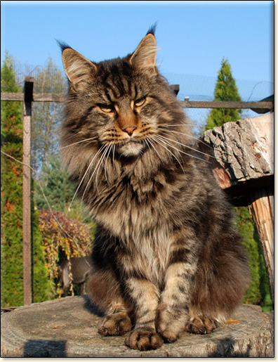 Escudo of Villa Park*PL - zdjcie kota Maine Coon