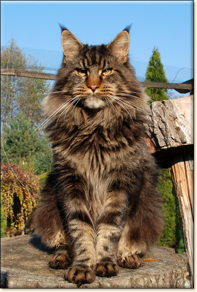 hodowla kotw rasy Maine Coon Villa Park*PL