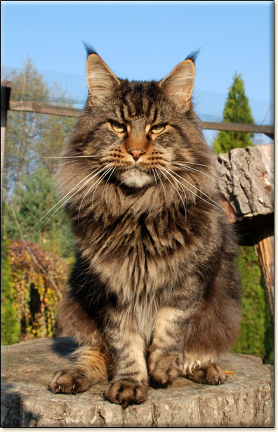 hodowla kotw maine coon Villa Park*PL