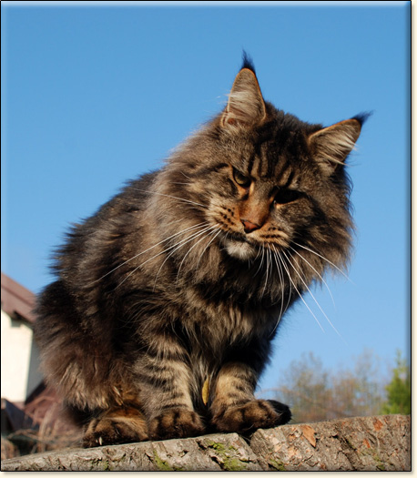 hodowla kotw maine coon Villa Park*PL