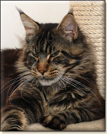 Villa Park*PL maine coon cattery