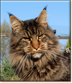 Villa Park*PL maine coon cattery