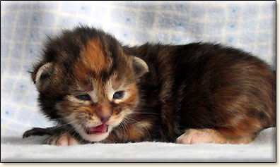 hodowla kotw maine coon Villa Park*PL