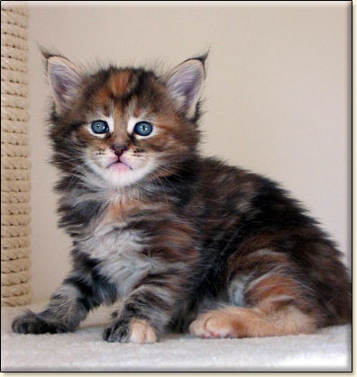 hodowla kotw rasy Maine Coon Villa Park*PL