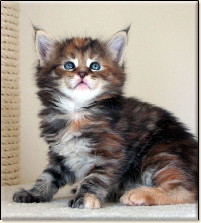 hodowla kotw maine coon Villa Park*PL