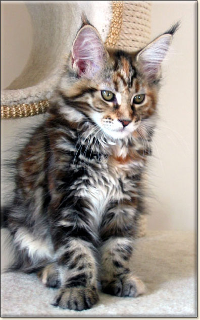 hodowla kotw maine coon Villa Park*PL