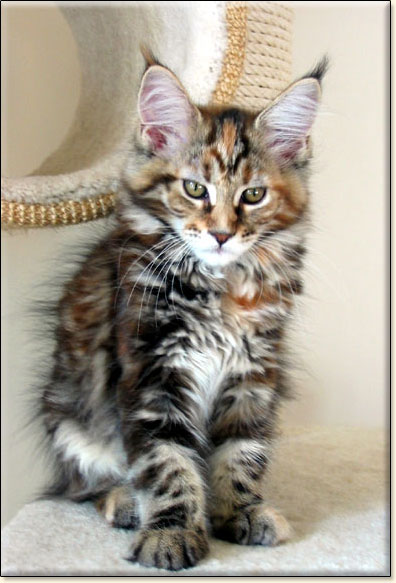 Maine Coon cattery Villa Park*PL