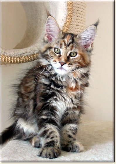 maine coon cattery Villa Park*PL