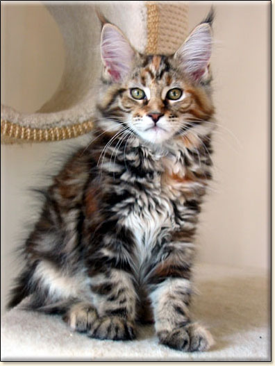 hodowla kotw rasy Maine Coon Villa Park*PL