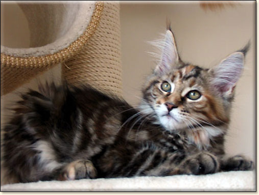 hodowla kotw maine coon Villa Park*PL