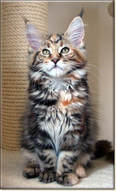 Maine Coon cattery Villa Park*PL