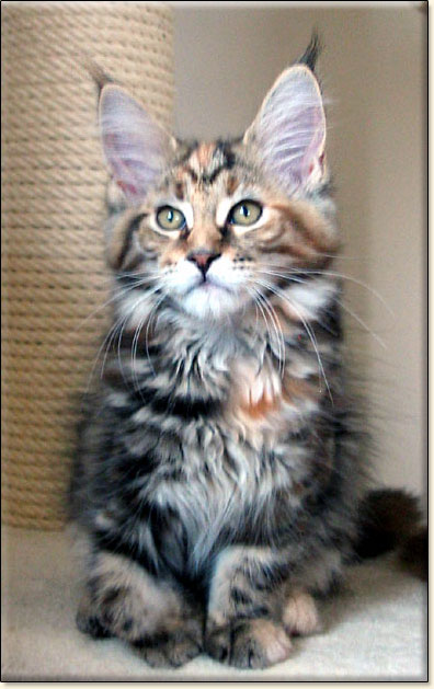 maine coon cattery Villa Park*PL