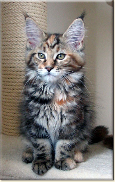 hodowla kotw rasy Maine Coon Villa Park*PL