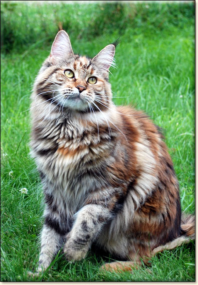 hodowla kotw rasy Maine Coon Villa Park*PL