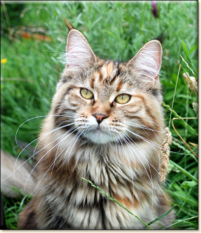 maine coon cattery Villa Park*PL