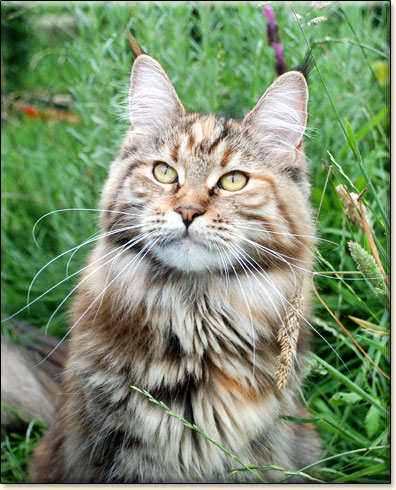 hodowla kotw rasy Maine Coon Villa Park*PL