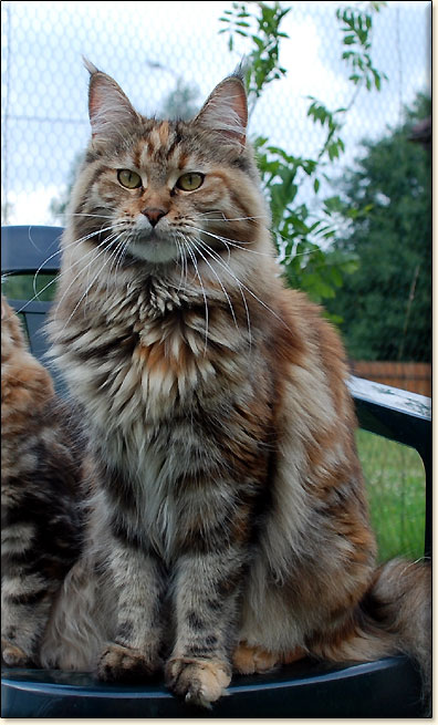 hodowla kotw maine coon Villa Park*PL