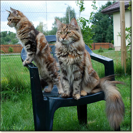 Maine Coon cattery Villa Park*PL