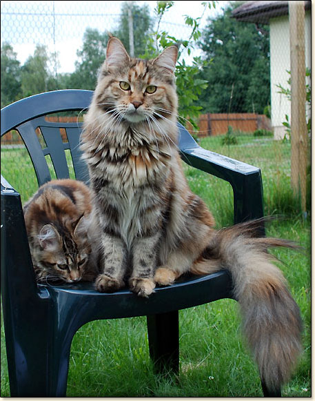 maine coon cattery Villa Park*PL