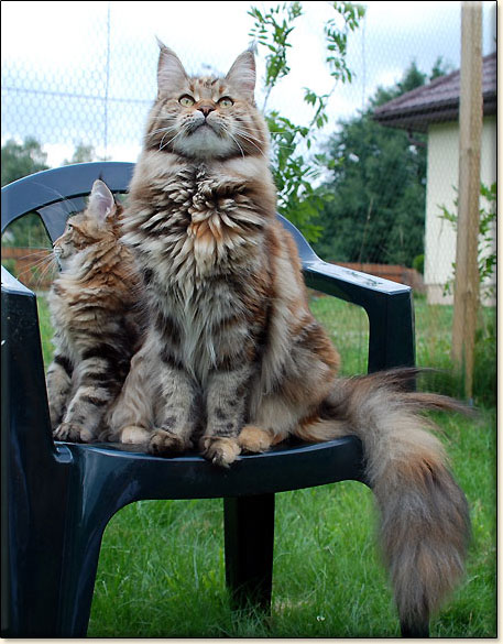 hodowla kotw rasy Maine Coon Villa Park*PL