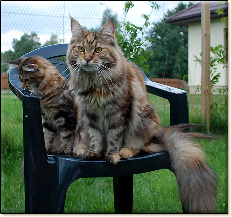 Maine Coon cattery Villa Park*PL