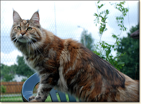 hodowla kotw maine coon Villa Park*PL