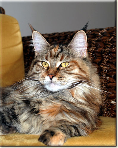 hodowla kotw rasy Maine Coon Villa Park*PL