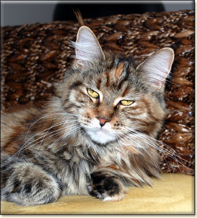 hodowla kotw maine coon Villa Park*PL