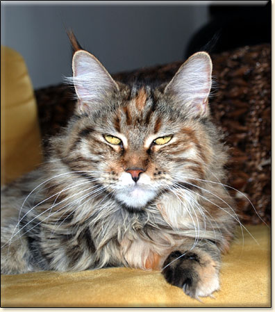 Maine Coon cattery Villa Park*PL