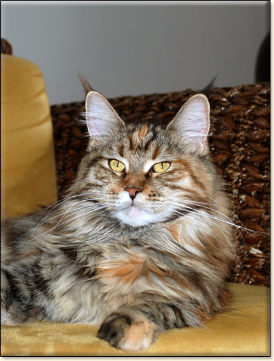 maine coon cattery Villa Park*PL