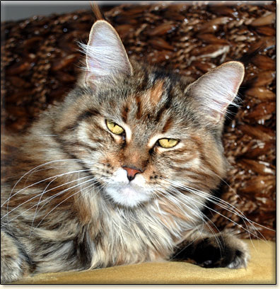 hodowla kotw maine coon Villa Park*PL