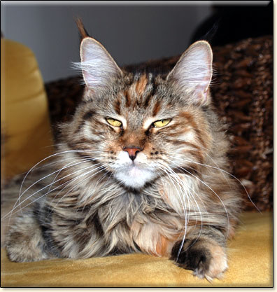 Maine Coon cattery Villa Park*PL