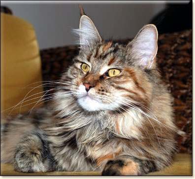 maine coon cattery Villa Park*PL