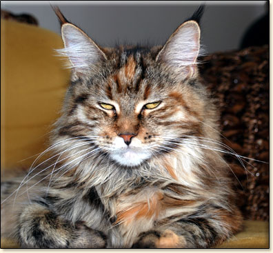 hodowla kotw rasy Maine Coon Villa Park*PL