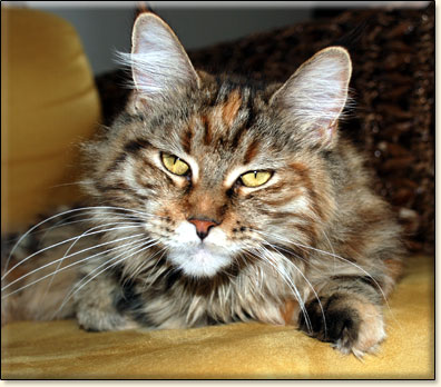 Maine Coon cattery Villa Park*PL