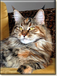 Villa Park*PL maine coon cattery