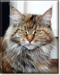 Villa Park*PL maine coon cattery