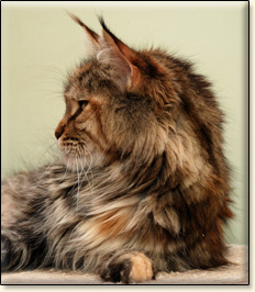 Villa Park*PL maine coon cattery