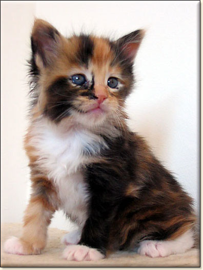 hodowla kotw rasy Maine Coon Villa Park*PL