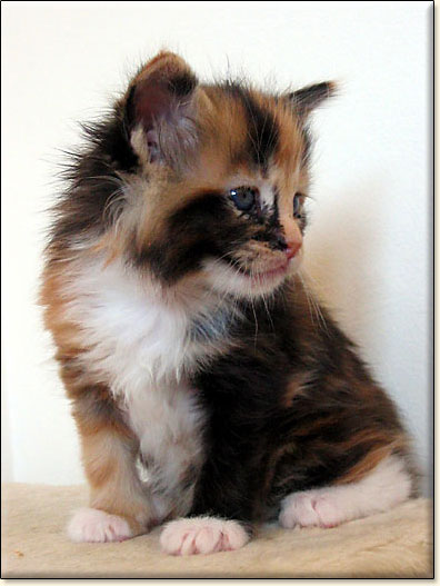 hodowla kotw maine coon Villa Park*PL