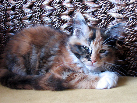 hodowla kotw rasy Maine Coon Villa Park*PL