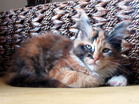 hodowla kotw maine coon Villa Park*PL