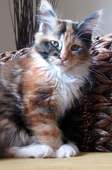 hodowla kotw rasy Maine Coon Villa Park*PL