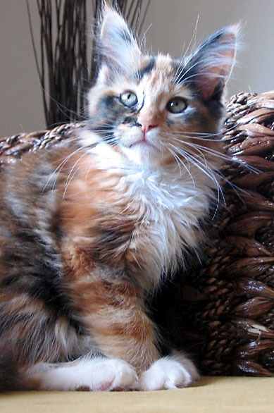 hodowla kotw maine coon Villa Park*PL