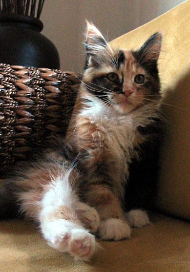 hodowla kotw rasy Maine Coon Villa Park*PL