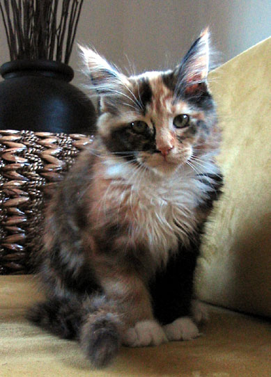 hodowla kotw maine coon Villa Park*PL