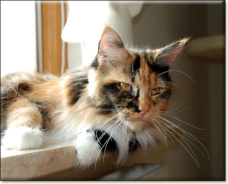 hodowla kotw maine coon Villa Park*PL