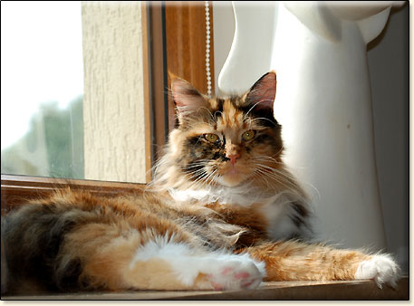 hodowla kotw maine coon Villa Park*PL