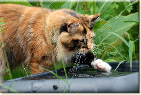 Maine Coon cattery Villa Park*PL