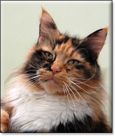 Villa Park*PL maine coon cattery